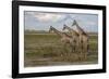 Africa, Botswana, Chobe National Park. Giraffes in savanna.-Jaynes Gallery-Framed Photographic Print