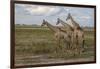 Africa, Botswana, Chobe National Park. Giraffes in savanna.-Jaynes Gallery-Framed Photographic Print