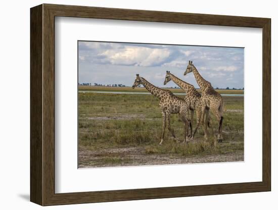 Africa, Botswana, Chobe National Park. Giraffes in savanna.-Jaynes Gallery-Framed Photographic Print