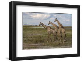 Africa, Botswana, Chobe National Park. Giraffes in savanna.-Jaynes Gallery-Framed Photographic Print