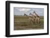 Africa, Botswana, Chobe National Park. Giraffes in savanna.-Jaynes Gallery-Framed Photographic Print