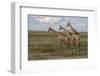 Africa, Botswana, Chobe National Park. Giraffes in savanna.-Jaynes Gallery-Framed Photographic Print