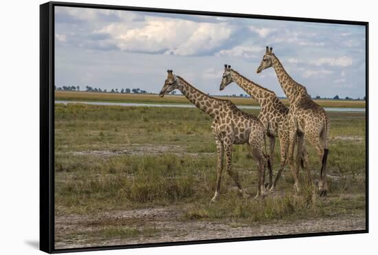 Africa, Botswana, Chobe National Park. Giraffes in savanna.-Jaynes Gallery-Framed Stretched Canvas