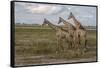 Africa, Botswana, Chobe National Park. Giraffes in savanna.-Jaynes Gallery-Framed Stretched Canvas