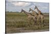 Africa, Botswana, Chobe National Park. Giraffes in savanna.-Jaynes Gallery-Stretched Canvas