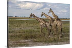 Africa, Botswana, Chobe National Park. Giraffes in savanna.-Jaynes Gallery-Stretched Canvas