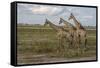 Africa, Botswana, Chobe National Park. Giraffes in savanna.-Jaynes Gallery-Framed Stretched Canvas