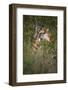 Africa, Botswana, Moremi Game Reserve. Giraffe Close-Up-Jaynes Gallery-Framed Photographic Print