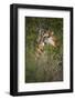 Africa, Botswana, Moremi Game Reserve. Giraffe Close-Up-Jaynes Gallery-Framed Photographic Print