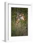 Africa, Botswana, Moremi Game Reserve. Giraffe Close-Up-Jaynes Gallery-Framed Photographic Print