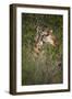 Africa, Botswana, Moremi Game Reserve. Giraffe Close-Up-Jaynes Gallery-Framed Photographic Print