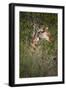 Africa, Botswana, Moremi Game Reserve. Giraffe Close-Up-Jaynes Gallery-Framed Photographic Print