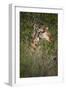 Africa, Botswana, Moremi Game Reserve. Giraffe Close-Up-Jaynes Gallery-Framed Photographic Print