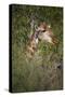 Africa, Botswana, Moremi Game Reserve. Giraffe Close-Up-Jaynes Gallery-Stretched Canvas