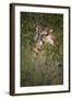 Africa, Botswana, Moremi Game Reserve. Giraffe Close-Up-Jaynes Gallery-Framed Photographic Print