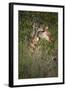 Africa, Botswana, Moremi Game Reserve. Giraffe Close-Up-Jaynes Gallery-Framed Photographic Print