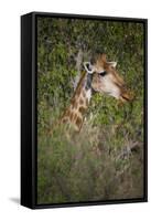 Africa, Botswana, Moremi Game Reserve. Giraffe Close-Up-Jaynes Gallery-Framed Stretched Canvas