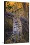 Africa, Botswana, Moremi Game Reserve. Sitting Leopard-Jaynes Gallery-Stretched Canvas