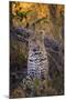 Africa, Botswana, Moremi Game Reserve. Sitting Leopard-Jaynes Gallery-Mounted Photographic Print