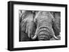 Africa, Botswana, okavango delta. A portrait of an elephant-Catherina Unger-Framed Photographic Print