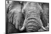 Africa, Botswana, okavango delta. A portrait of an elephant-Catherina Unger-Mounted Photographic Print