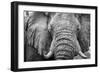 Africa, Botswana, okavango delta. A portrait of an elephant-Catherina Unger-Framed Photographic Print