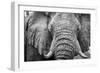 Africa, Botswana, okavango delta. A portrait of an elephant-Catherina Unger-Framed Photographic Print