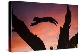 Africa, Botswana, Savuti Game Reserve. Leopard Leaping from Branch to Branch at Sunset-Jaynes Gallery-Stretched Canvas