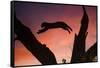 Africa, Botswana, Savuti Game Reserve. Leopard Leaping from Branch to Branch at Sunset-Jaynes Gallery-Framed Stretched Canvas