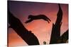 Africa, Botswana, Savuti Game Reserve. Leopard Leaping from Branch to Branch at Sunset-Jaynes Gallery-Stretched Canvas