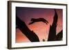 Africa, Botswana, Savuti Game Reserve. Leopard Leaping from Branch to Branch at Sunset-Jaynes Gallery-Framed Photographic Print