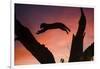 Africa, Botswana, Savuti Game Reserve. Leopard Leaping from Branch to Branch at Sunset-Jaynes Gallery-Framed Photographic Print