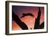 Africa, Botswana, Savuti Game Reserve. Leopard Leaping from Branch to Branch at Sunset-Jaynes Gallery-Framed Photographic Print