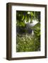 africa, Cape Verde, Santo Antao. In the Paul Valley-Catherina Unger-Framed Photographic Print