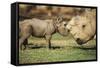 Africa, Captive Southern White Rhino with Young-Roy Toft-Framed Stretched Canvas