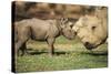 Africa, Captive Southern White Rhino with Young-Roy Toft-Stretched Canvas
