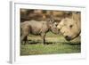 Africa, Captive Southern White Rhino with Young-Roy Toft-Framed Photographic Print