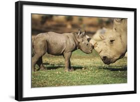 Africa, Captive Southern White Rhino with Young-Roy Toft-Framed Photographic Print