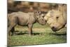 Africa, Captive Southern White Rhino with Young-Roy Toft-Mounted Photographic Print