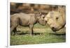 Africa, Captive Southern White Rhino with Young-Roy Toft-Framed Photographic Print