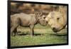 Africa, Captive Southern White Rhino with Young-Roy Toft-Framed Photographic Print