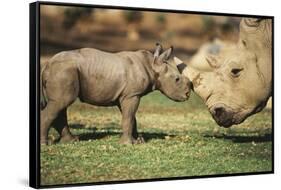 Africa, Captive Southern White Rhino with Young-Roy Toft-Framed Stretched Canvas