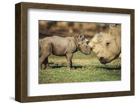 Africa, Captive Southern White Rhino with Young-Roy Toft-Framed Photographic Print