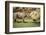 Africa, Captive Southern White Rhino with Young-Roy Toft-Framed Photographic Print