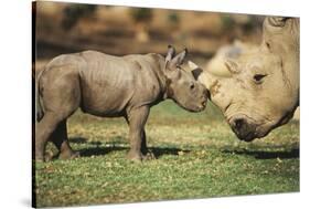 Africa, Captive Southern White Rhino with Young-Roy Toft-Stretched Canvas