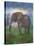 Africa Elephant-Greg Simanson-Stretched Canvas