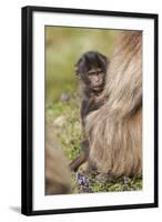 Africa, Ethiopia, Ethiopian Highlands, Western Amhara, Simien Mountains National Park-Ellen Goff-Framed Photographic Print