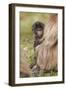 Africa, Ethiopia, Ethiopian Highlands, Western Amhara, Simien Mountains National Park-Ellen Goff-Framed Photographic Print