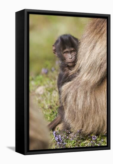 Africa, Ethiopia, Ethiopian Highlands, Western Amhara, Simien Mountains National Park-Ellen Goff-Framed Stretched Canvas