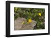 Africa, Ethiopia, Ethiopian Highlands, Western Amhara-Ellen Goff-Framed Photographic Print